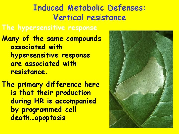 Induced Metabolic Defenses: Vertical resistance The hypersensitive response Many of the same compounds associated