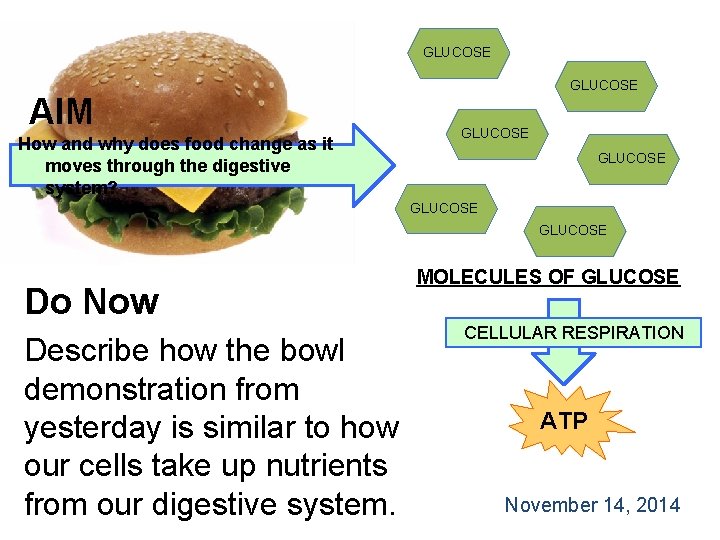 GLUCOSE AIM How and why does food change as it moves through the digestive