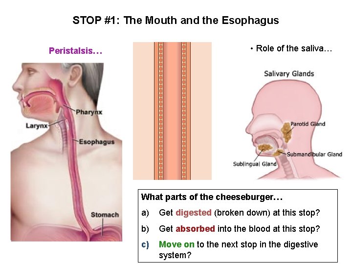 STOP #1: The Mouth and the Esophagus • Role of the saliva… Peristalsis… What