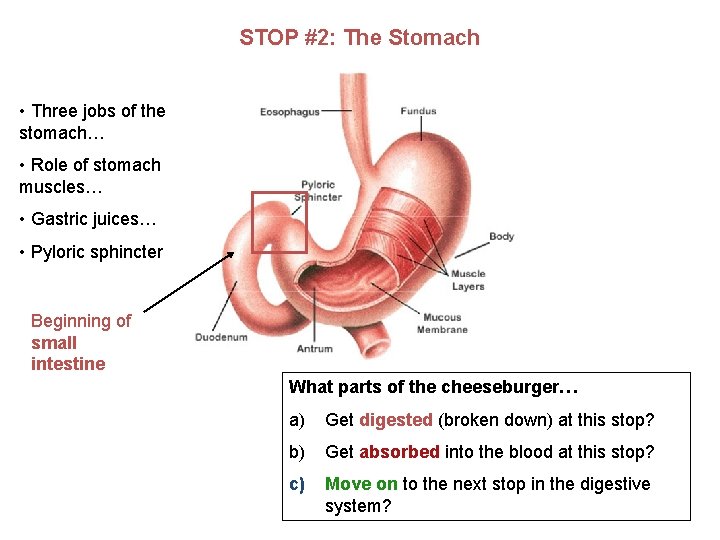 STOP #2: The Stomach • Three jobs of the stomach… • Role of stomach