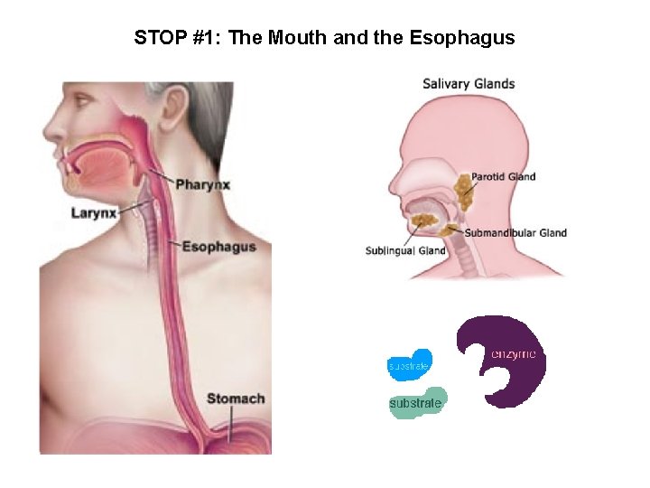 STOP #1: The Mouth and the Esophagus 