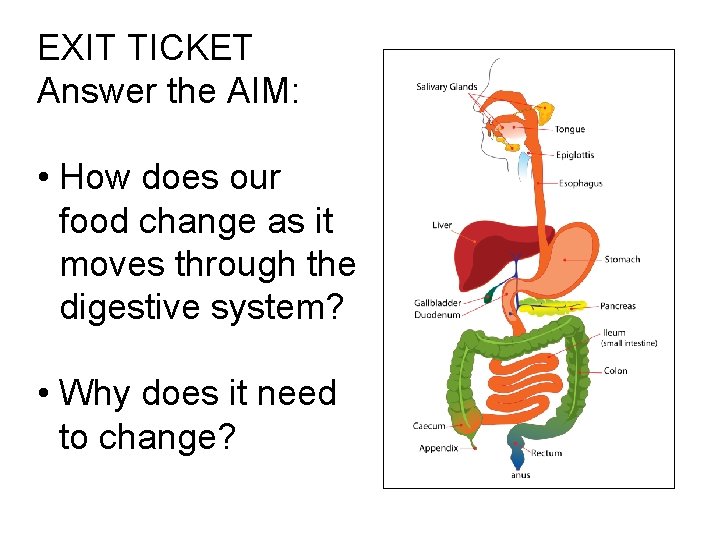 EXIT TICKET Answer the AIM: • How does our food change as it moves