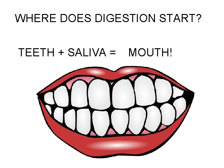 WHERE DOES DIGESTION START? TEETH + SALIVA = MOUTH! 