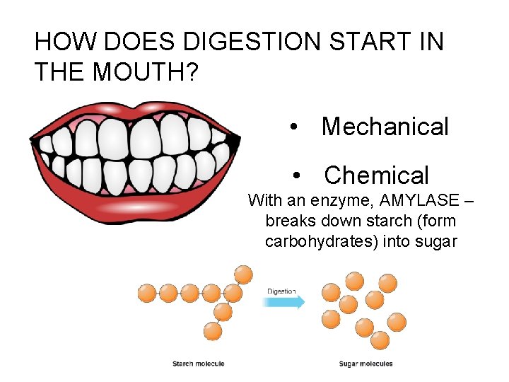 HOW DOES DIGESTION START IN THE MOUTH? • Mechanical • Chemical With an enzyme,