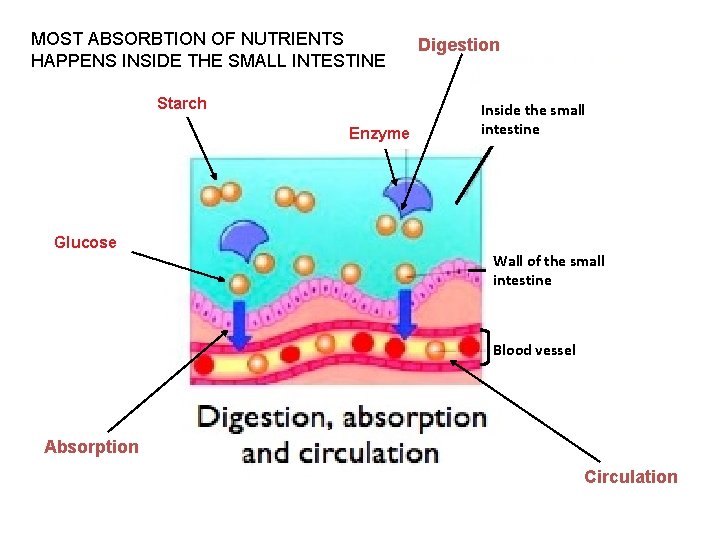 MOST ABSORBTION OF NUTRIENTS HAPPENS INSIDE THE SMALL INTESTINE Starch Enzyme Glucose Digestion Inside