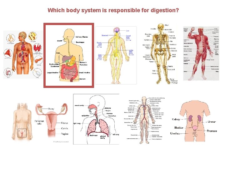 Which body system is responsible for digestion? 