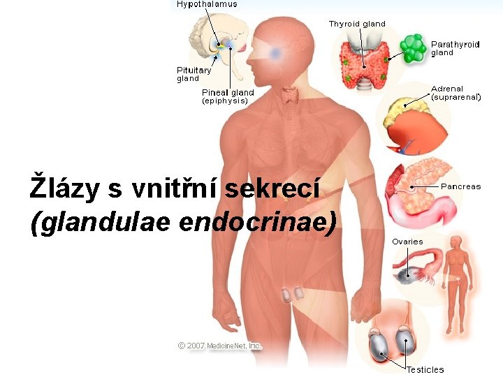 Žlázy s vnitřní sekrecí (glandulae endocrinae) 