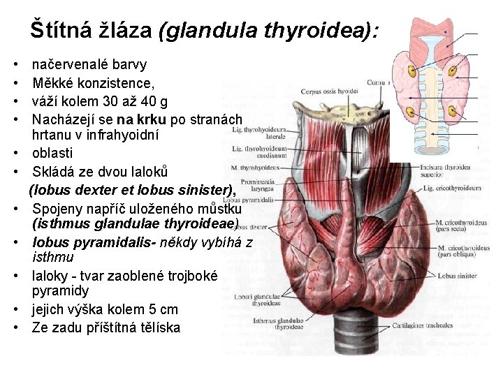 Štítná žláza (glandula thyroidea): • • • načervenalé barvy Měkké konzistence, váží kolem 30