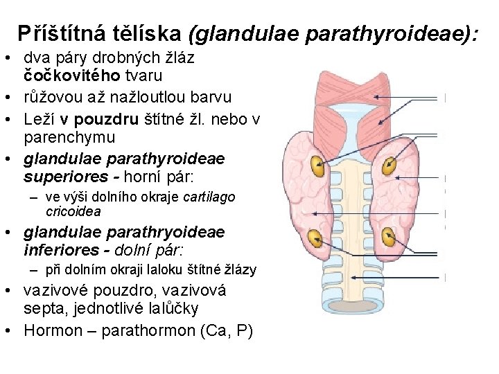 Příštítná tělíska (glandulae parathyroideae): • dva páry drobných žláz čočkovitého tvaru • růžovou až