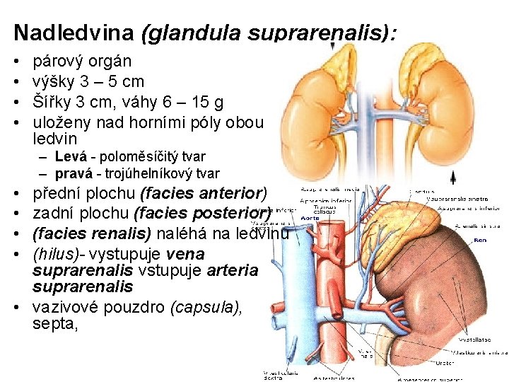 Nadledvina (glandula suprarenalis): • • párový orgán výšky 3 – 5 cm Šířky 3