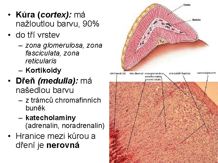 • Kůra (cortex): má nažloutlou barvu, 90% • do tří vrstev – zona