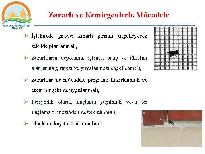 Zararlı ve Kemirgenlerle Mücadele Ø İşletmede girişler zararlı girişini engelleyecek şekilde planlanmalı, Ø Zararlıların