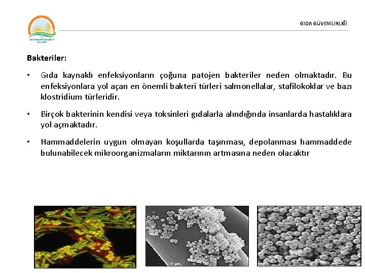 GIDA GÜVENİLİRLİĞİ Bakteriler: • Gıda kaynaklı enfeksiyonların çoğuna patojen bakteriler neden olmaktadır. Bu enfeksiyonlara