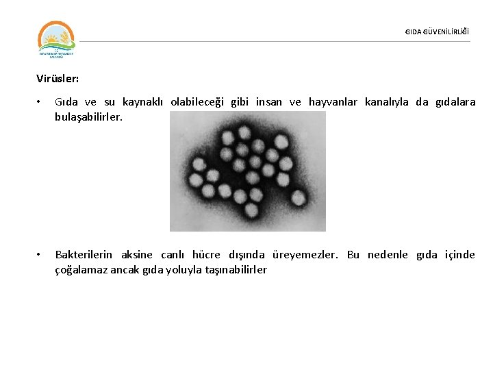 GIDA GÜVENİLİRLİĞİ Virüsler: • Gıda ve su kaynaklı olabileceği gibi insan ve hayvanlar kanalıyla