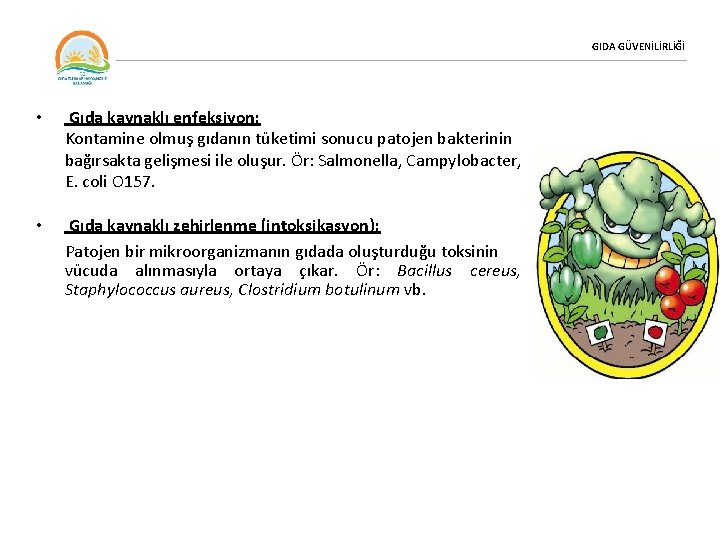 GIDA GÜVENİLİRLİĞİ • Gıda kaynaklı enfeksiyon: Kontamine olmuş gıdanın tüketimi sonucu patojen bakterinin bağırsakta
