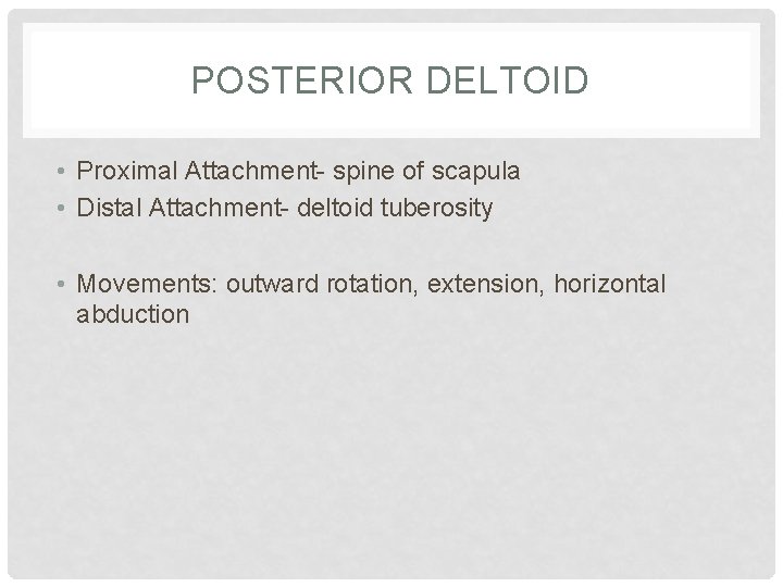 POSTERIOR DELTOID • Proximal Attachment- spine of scapula • Distal Attachment- deltoid tuberosity •