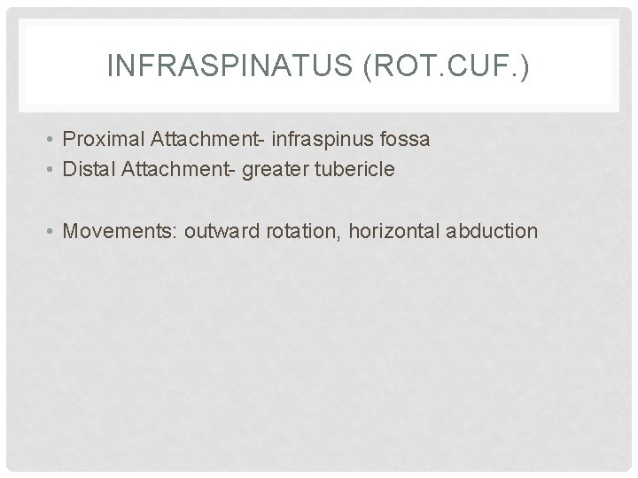 INFRASPINATUS (ROT. CUF. ) • Proximal Attachment- infraspinus fossa • Distal Attachment- greater tubericle