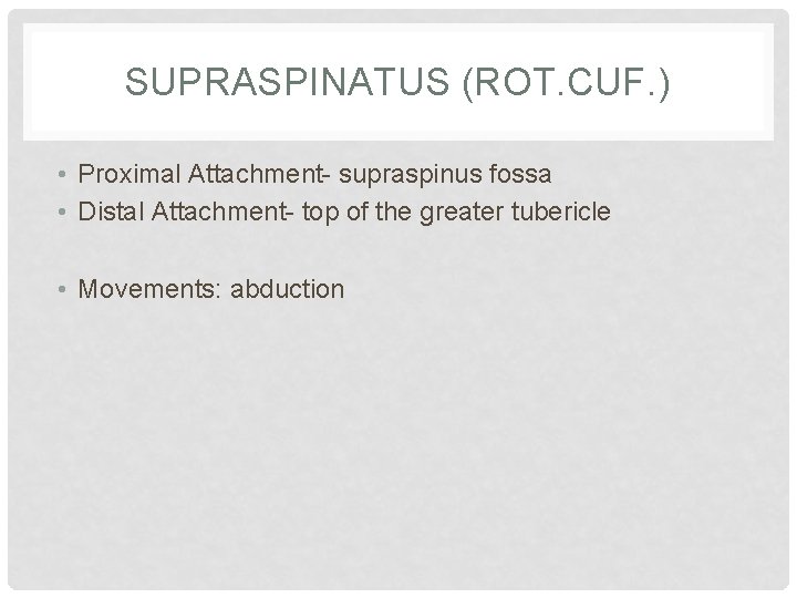 SUPRASPINATUS (ROT. CUF. ) • Proximal Attachment- supraspinus fossa • Distal Attachment- top of