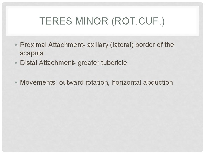 TERES MINOR (ROT. CUF. ) • Proximal Attachment- axillary (lateral) border of the scapula