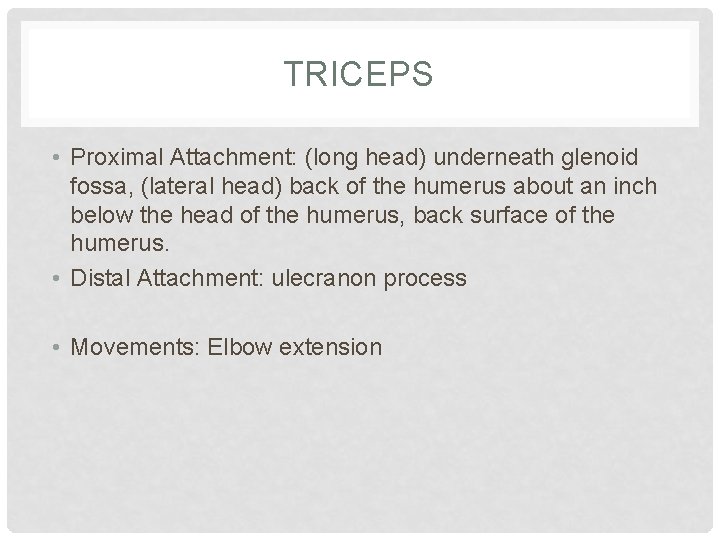 TRICEPS • Proximal Attachment: (long head) underneath glenoid fossa, (lateral head) back of the