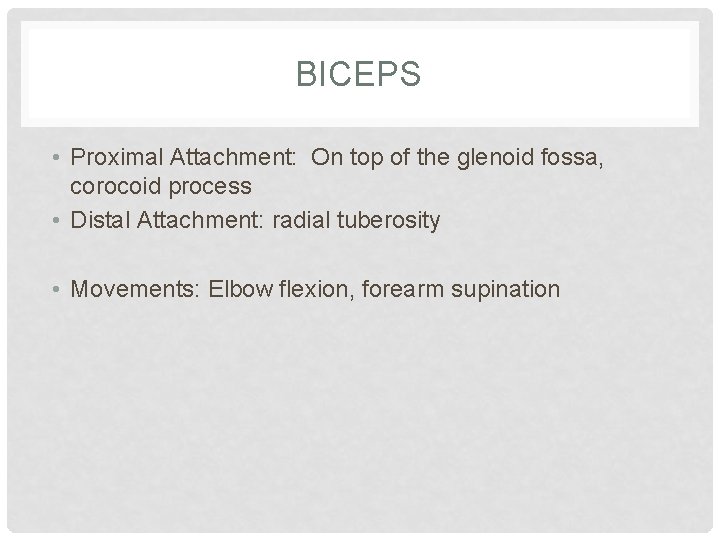BICEPS • Proximal Attachment: On top of the glenoid fossa, corocoid process • Distal