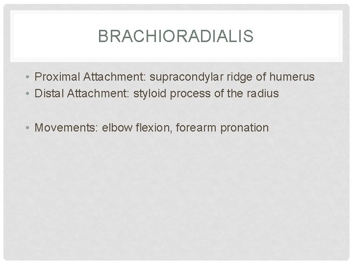 BRACHIORADIALIS • Proximal Attachment: supracondylar ridge of humerus • Distal Attachment: styloid process of