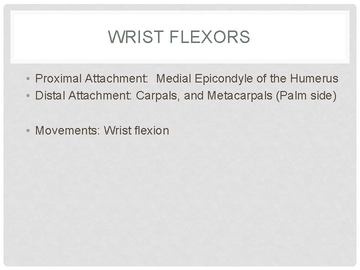 WRIST FLEXORS • Proximal Attachment: Medial Epicondyle of the Humerus • Distal Attachment: Carpals,