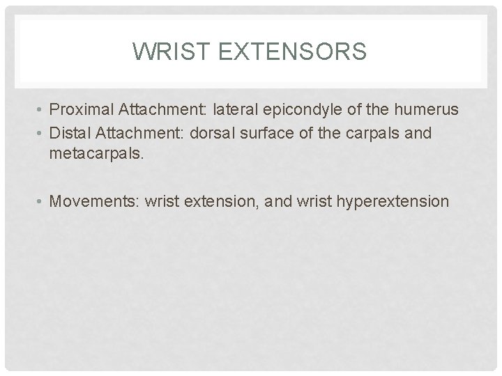 WRIST EXTENSORS • Proximal Attachment: lateral epicondyle of the humerus • Distal Attachment: dorsal