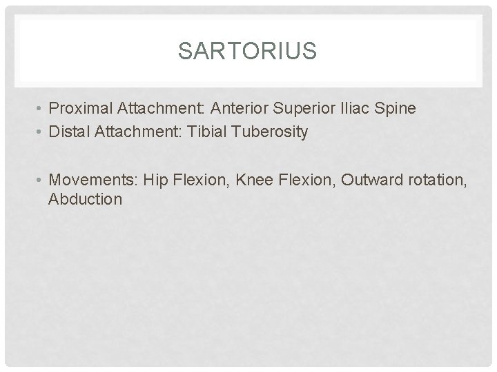 SARTORIUS • Proximal Attachment: Anterior Superior Iliac Spine • Distal Attachment: Tibial Tuberosity •