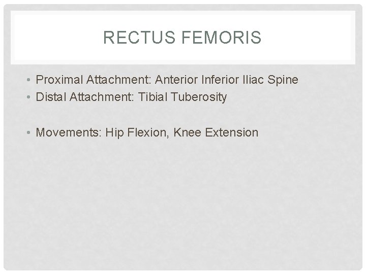 RECTUS FEMORIS • Proximal Attachment: Anterior Inferior Iliac Spine • Distal Attachment: Tibial Tuberosity