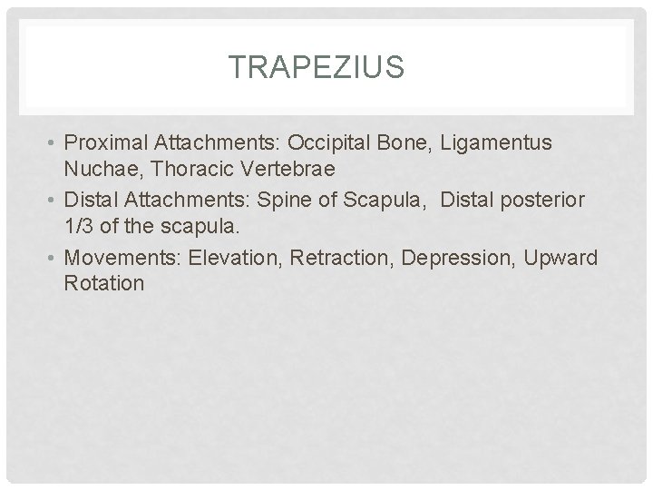TRAPEZIUS • Proximal Attachments: Occipital Bone, Ligamentus Nuchae, Thoracic Vertebrae • Distal Attachments: Spine