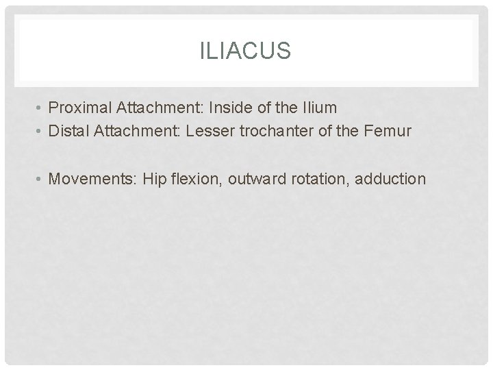 ILIACUS • Proximal Attachment: Inside of the Ilium • Distal Attachment: Lesser trochanter of