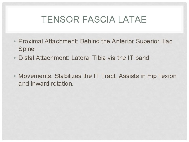 TENSOR FASCIA LATAE • Proximal Attachment: Behind the Anterior Superior Iliac Spine • Distal