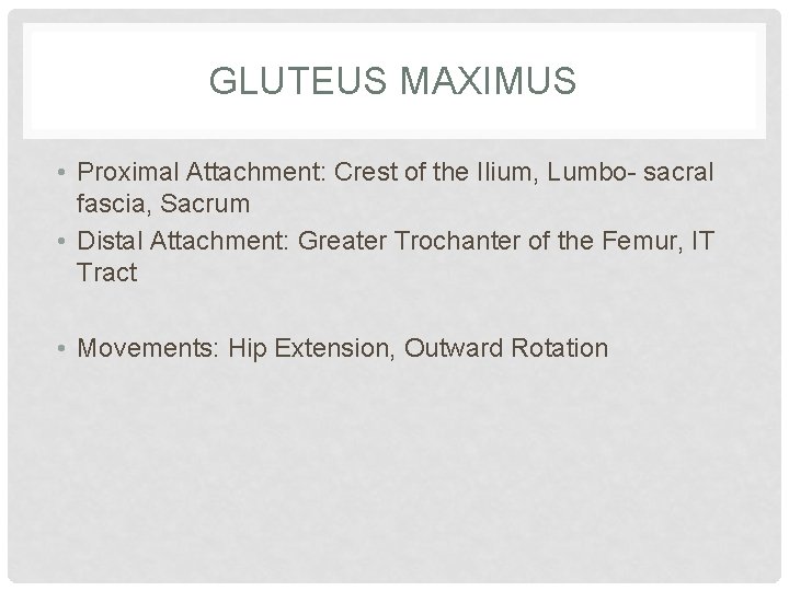 GLUTEUS MAXIMUS • Proximal Attachment: Crest of the Ilium, Lumbo- sacral fascia, Sacrum •