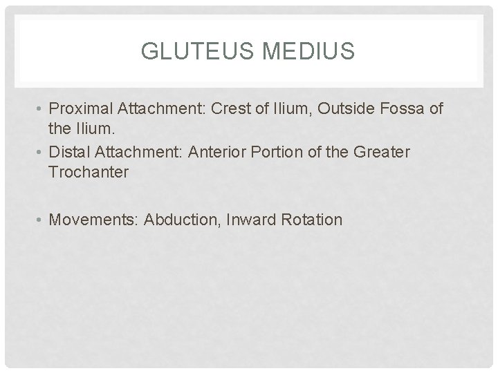 GLUTEUS MEDIUS • Proximal Attachment: Crest of Ilium, Outside Fossa of the Ilium. •