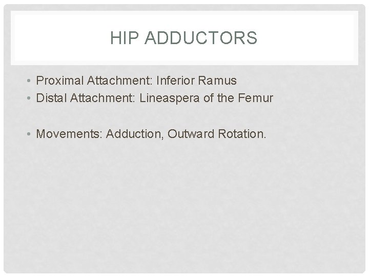 HIP ADDUCTORS • Proximal Attachment: Inferior Ramus • Distal Attachment: Lineaspera of the Femur