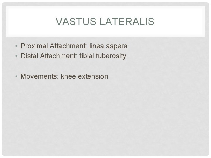 VASTUS LATERALIS • Proximal Attachment: linea aspera • Distal Attachment: tibial tuberosity • Movements: