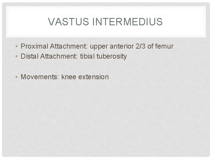 VASTUS INTERMEDIUS • Proximal Attachment: upper anterior 2/3 of femur • Distal Attachment: tibial