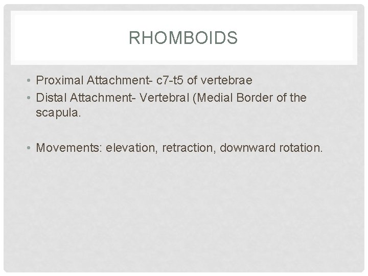 RHOMBOIDS • Proximal Attachment- c 7 -t 5 of vertebrae • Distal Attachment- Vertebral