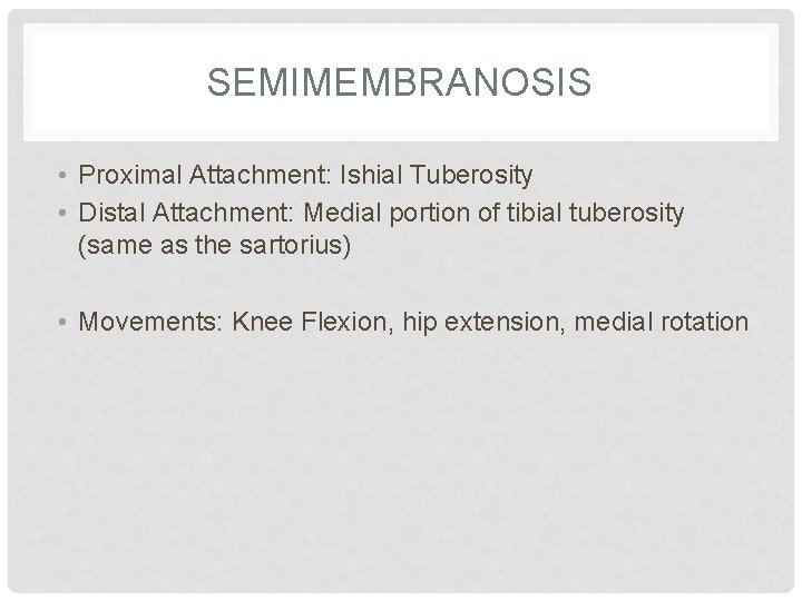 SEMIMEMBRANOSIS • Proximal Attachment: Ishial Tuberosity • Distal Attachment: Medial portion of tibial tuberosity