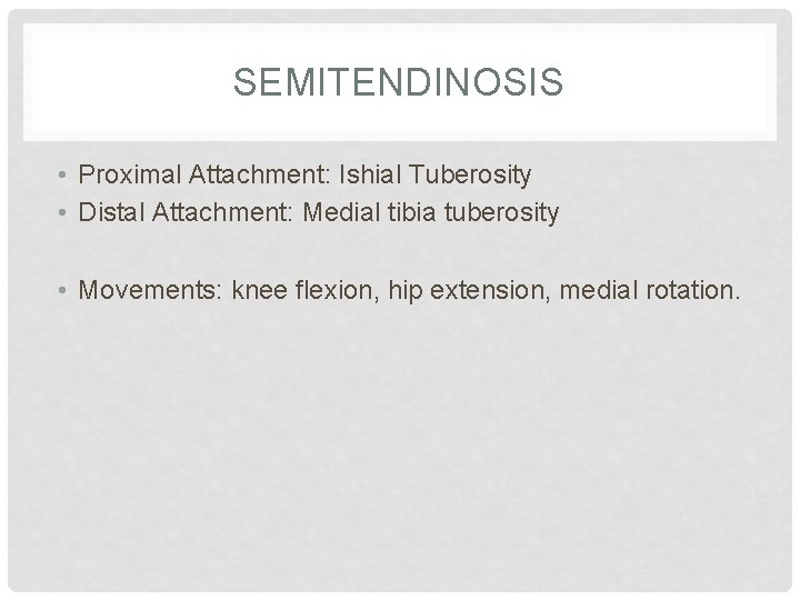 SEMITENDINOSIS • Proximal Attachment: Ishial Tuberosity • Distal Attachment: Medial tibia tuberosity • Movements: