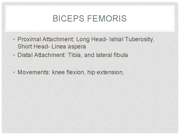 BICEPS FEMORIS • Proximal Attachment: Long Head- Ishial Tuberosity, Short Head- Linea aspera •