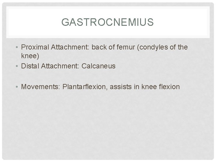 GASTROCNEMIUS • Proximal Attachment: back of femur (condyles of the knee) • Distal Attachment: