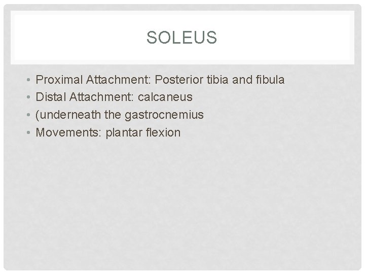 SOLEUS • • Proximal Attachment: Posterior tibia and fibula Distal Attachment: calcaneus (underneath the