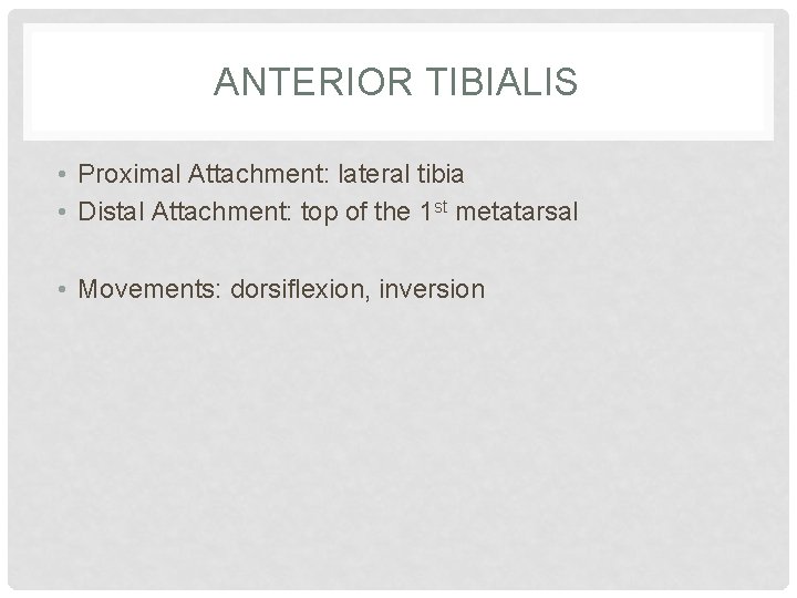 ANTERIOR TIBIALIS • Proximal Attachment: lateral tibia • Distal Attachment: top of the 1