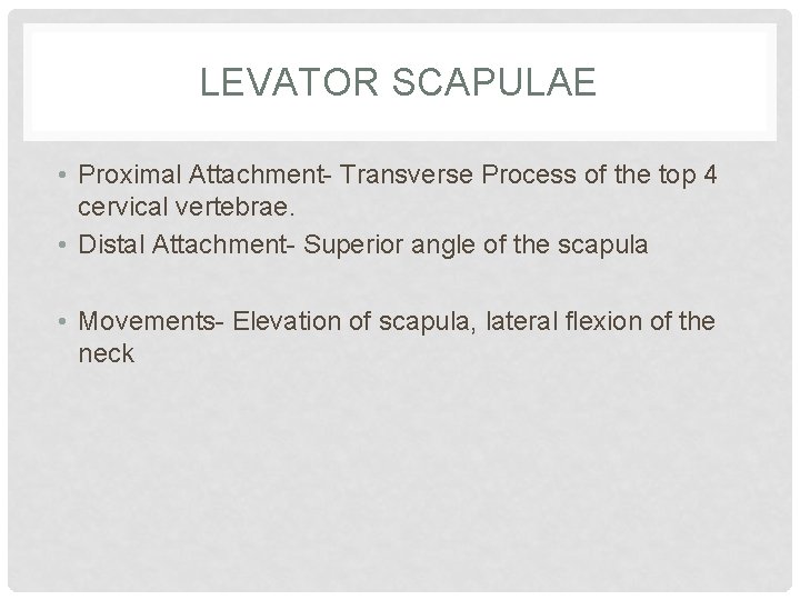 LEVATOR SCAPULAE • Proximal Attachment- Transverse Process of the top 4 cervical vertebrae. •