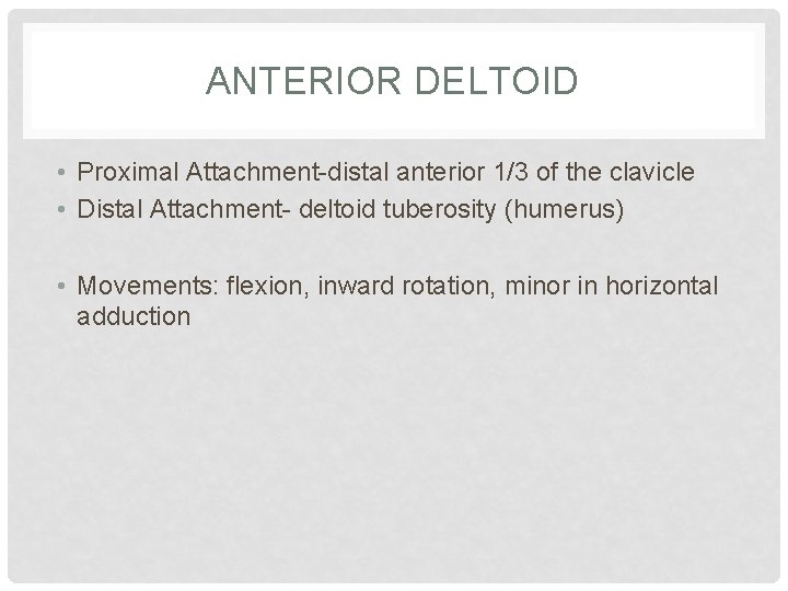 ANTERIOR DELTOID • Proximal Attachment-distal anterior 1/3 of the clavicle • Distal Attachment- deltoid