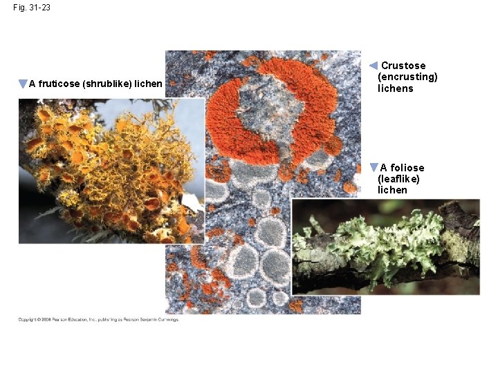 Fig. 31 -23 A fruticose (shrublike) lichen Crustose (encrusting) lichens A foliose (leaflike) lichen