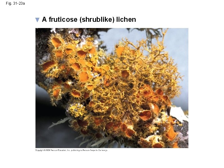 Fig. 31 -23 a A fruticose (shrublike) lichen Fig. 31 -23 a A fruticose (shrublike) lichen