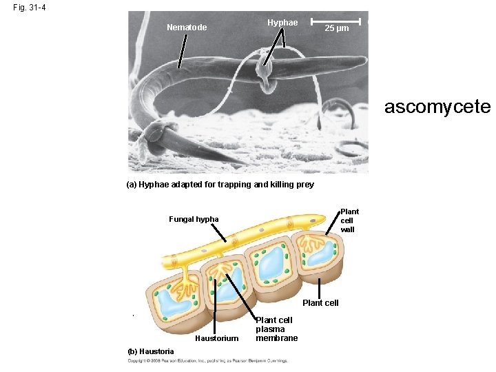 Fig. 31 -4 Nematode Hyphae 25 µm ascomycete (a) Hyphae adapted for trapping and Fig. 31 -4 Nematode Hyphae 25 µm ascomycete (a) Hyphae adapted for trapping and